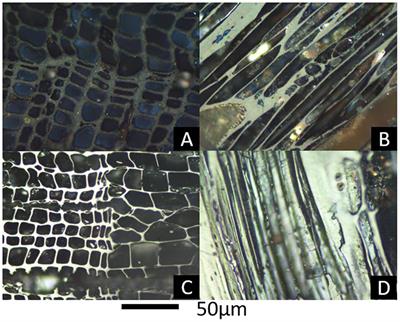 Chemical Characteristics of Macroscopic Pyrogenic Carbon Following Millennial-Scale Environmental Exposure